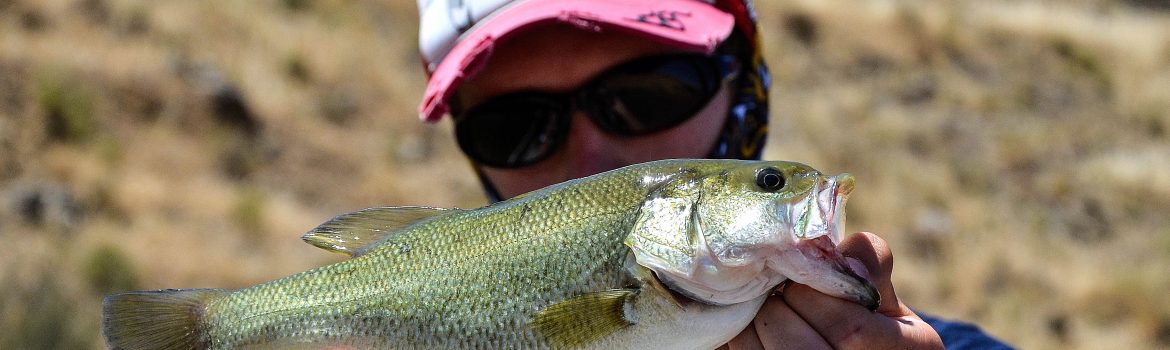 black bass au leurre