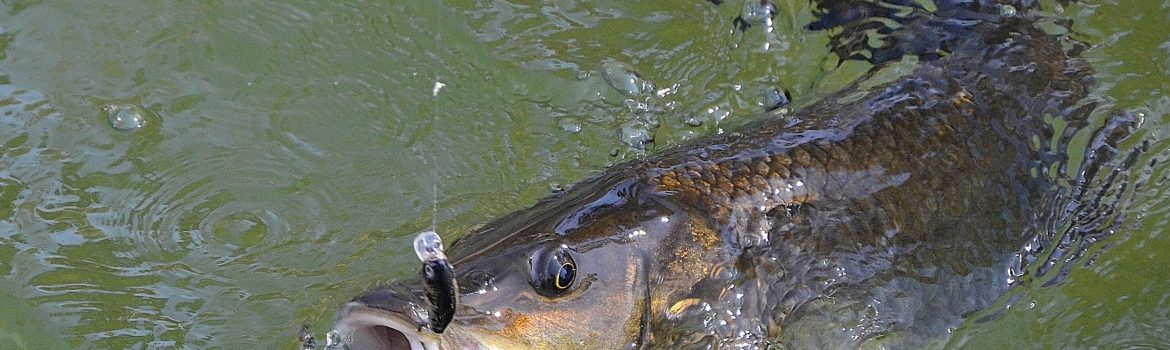 peche au leurre debuter