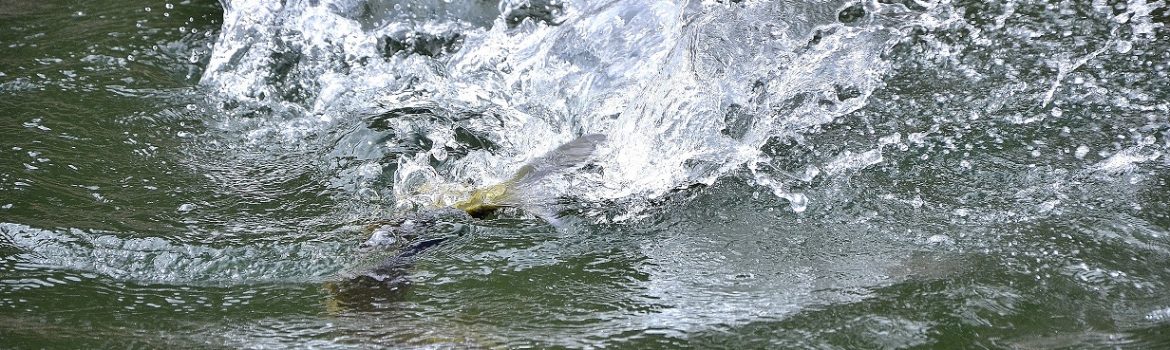 peche aux leurres 5 erreurs a eviter