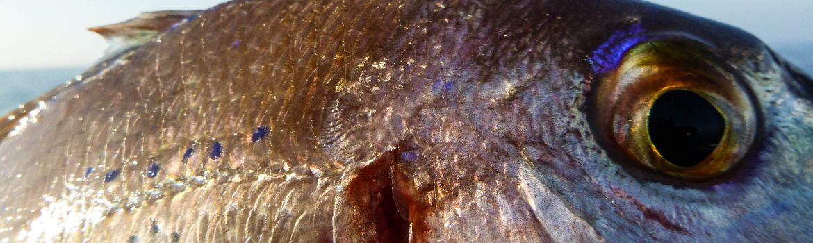 pageot poisson