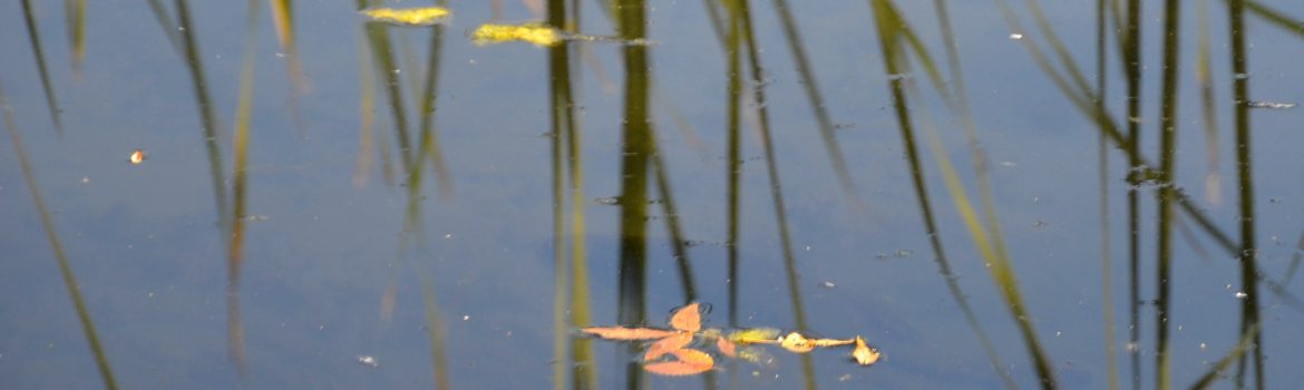 peche a vue