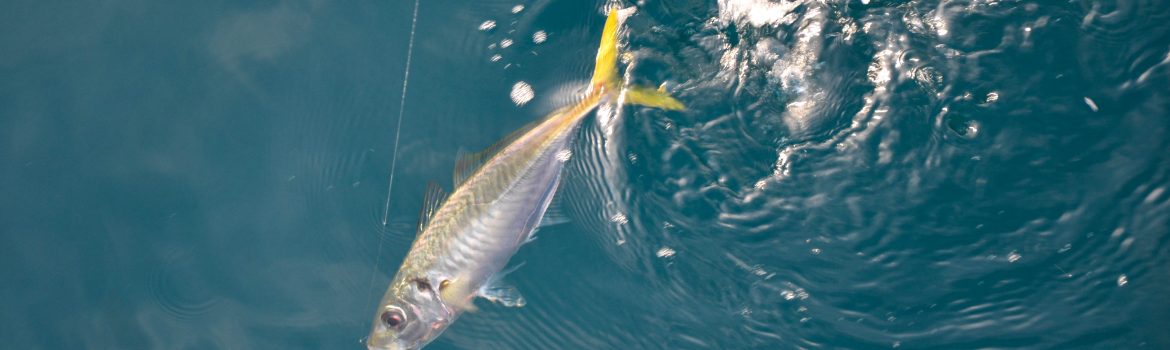 peche du chinchard